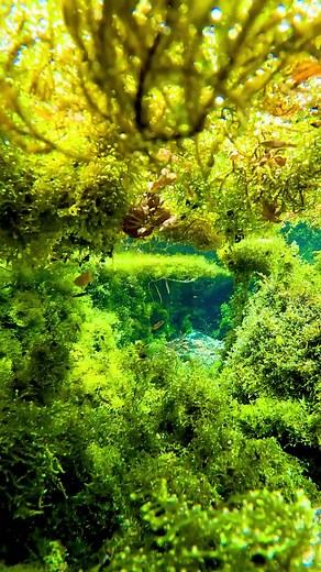 透明な水の中にも森がある！