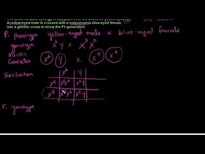 Grade 12 Your Questions Answered Genetics Sex-Linked Inheritance