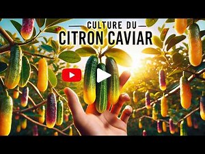 🍋 Cultivating Finger Lime: From Seed to Harvest 🌟|Complete Guide|