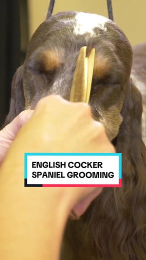 English Cocker Spaniel Grooming Tutorial with Michell Evans