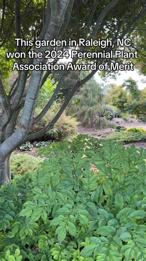This fall we are inviting you to join Tony Avent on a VIP tour of his private garden, which has received the 2024 Perennial Plant Association Award of Merit. The grounds are not only beautiful but are also full of new and unique perennials from his plant collection trips and hybridization trials. JLBG members get a 50% discount. Learn more and register: https://www.plantdelights.com/products/vip-special-access-tour #gardentour #botanicgarden #raleighnc | Plant Delights Nursery, Inc.