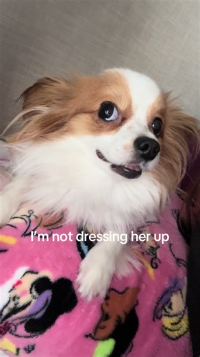 Hilarious Lies About Raising a Papillon Puppy
