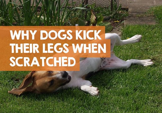 Why Do Dogs Kick Their Back Legs When Scratched?