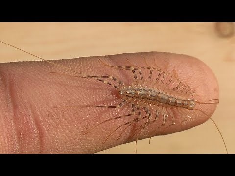 Will it Bite? House Centipede,The Insect Ur