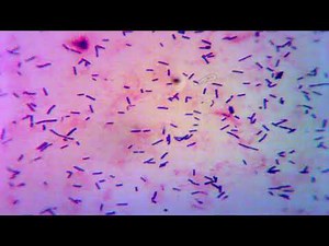 Lactobacillus sp | Microscope 100x| en FV | Tinción gram | Pura Ciencia