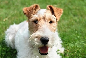 Wire Fox Terrier - Dog Breeds