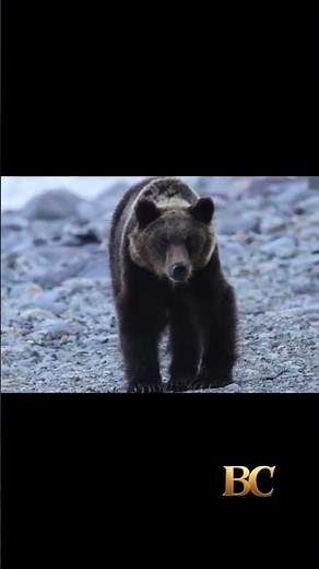 Hiker’s body found after bear drags him from trail into forest in Japan