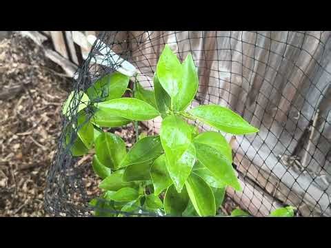 My Tangelo, Mandarin X Grapefruit, Tangelo Flowers, Leaf Malnutrition Issues - Reverse Homesteading
