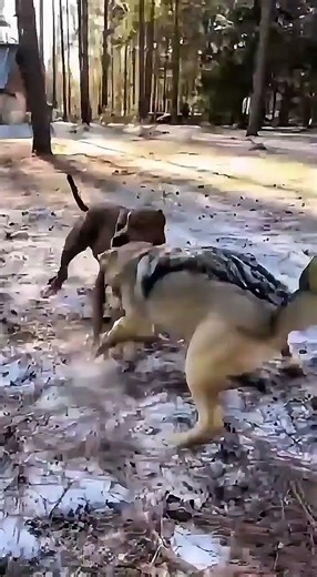 Pitbul Lock Up and Never Let Go.😱 #pitbull #fox #shorts