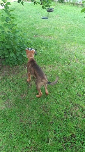 Mali ratovi u "Dašku prirode" 🐾