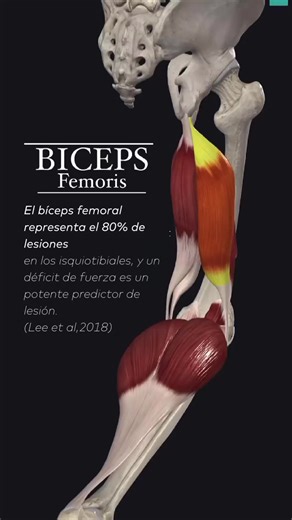 🔬🦵 Desvelando el Bíceps Femoral: Origen, Inserción, Función y Activación 📊💡📍 Anatomía Funcional Aplicada🔍El bíceps femoral, parte de los músculos isquiotibiales, se origina en dos puntos clave: la cabeza larga se origina en el isquion, mientras que la cabeza corta se origina en el fémur. Ambas cabezas se unen para formar un tendón común que se inserta en la parte posterior de la tibia, justo por debajo de la articulación de la rodilla. 🦴Estudios recientes han revelado que la ubicación y f