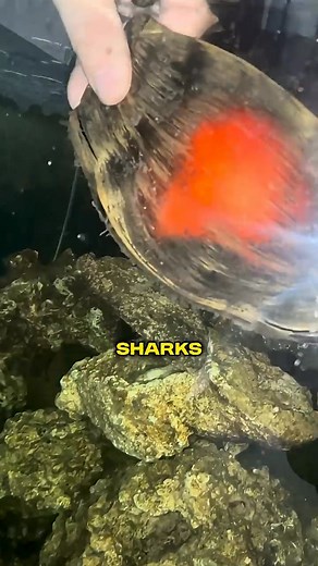 2.4K views · 12 reactions | Why do shark eggs look like alien pods #fblifestyletyle #highlightseveryone #bunosesearnings #trendingreelsvideo #factshorts #shortsvideo #viewers #facts #shorts#lifestyle | Fact Paw | Facebook