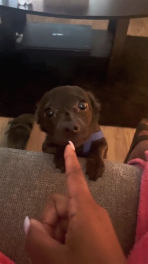 Understanding Dogs: How Pets Respond to Human Speech