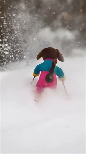 TOSYA THE PUPPY ❤️❤️❤️