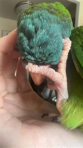 The best scritches and my pretty blue crown 💙💚 Goodnight Everybirdy, I hope you all had a day as amazing as you 😍 #parrot #conure #birdsofinstagram #parrotsofinstagram #bird | For the love of Conures