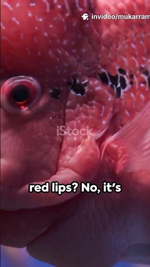 The Peculiar Red-lipped Batfish