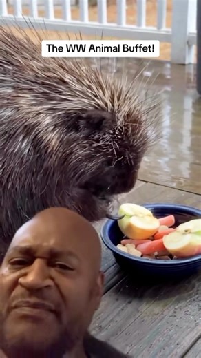 442K views · 41K reactions | #animals #commentary #spoiled | Bestfetchdog Jay Lett | Facebook