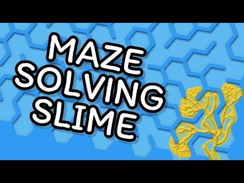 Will Slime Mold Solve This Blue Hex Maze?
