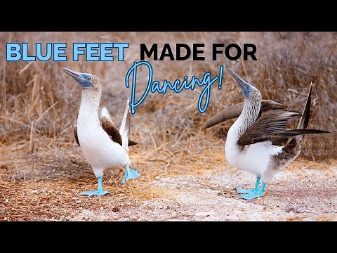 Blue footed Booby | Blue Feet Made For Dancing!