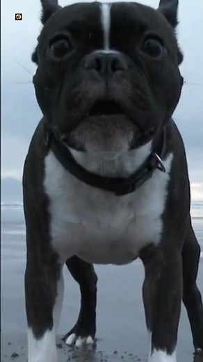 Boston Terrier Sound 🖤🤍