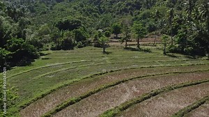 Rice fields with palm trees in the Philippines