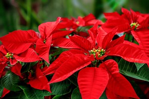 Can Poinsettias Be Planted Outside?