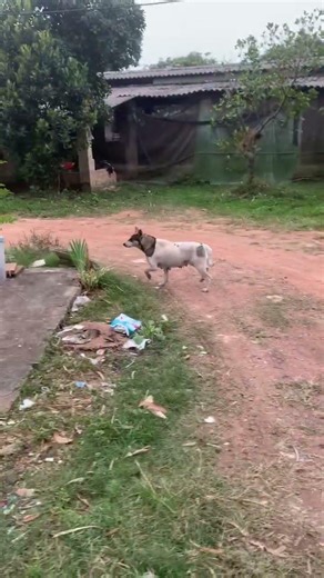 Chú chó hoang tìm đường về nhà #chocanh #thucung