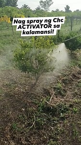544K views · 1.5K reactions | Nag spray ng CHC ACTIVATOR sa kalamansi! #elkabukidagritech #elkabukidagrisupply #kalamansi #buhaymagsasaka #buhayprobinsya #reels #reelsfacebook #fbreelsfypシ゚viralシ #reelsvideoシ #organicfarming #organic #activator @followers | El Kabukid Agritech | Facebook
