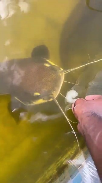 Hunger on point: This water dog expects his lunch