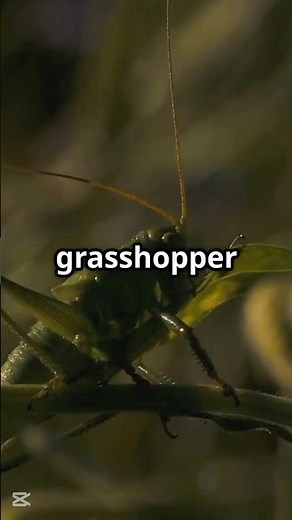 grasshoppers: nature jumping machines #grasshopper #animals #wildlifeentertainment #facts
