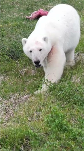 Polar bear eating caribou carcass that we caught