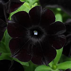 CHUXAY GARDEN Black Petunia-Black Velvet Petunia Petunia 'Black Velvet'100 Seeds Showy Accent Plant Native Wildflower Low-Maintenance