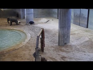 Asian Elephant Nhi Linh Plays With An Enrichment Weeble-Wobble