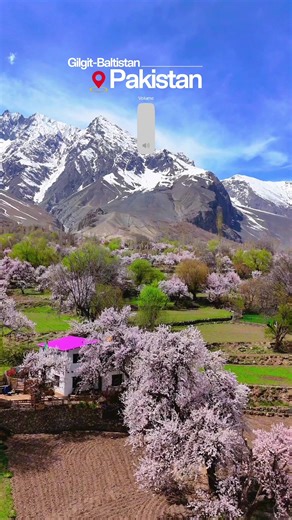 The ultimate spring escape exists, and it looks exactly like this. 🌸🏔️ Experience the breathtaking cherry and apricot blossoms of Skardu and Chunda Valley. The contrast between these delicate pink petals and the rugged snow-capped peaks is unreal. ✨ Are you adding this to your travel bucket list? Let me know below! 👇 #GilgitBaltistan #SkarduValley #ChundaValley #CherryBlossom #springinpakistan