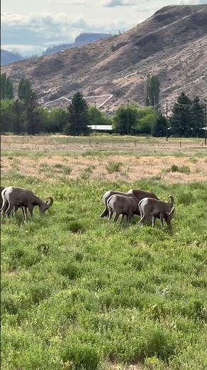 Wild Bighorn Sheep Up Close | Canada’s Mountain Giants