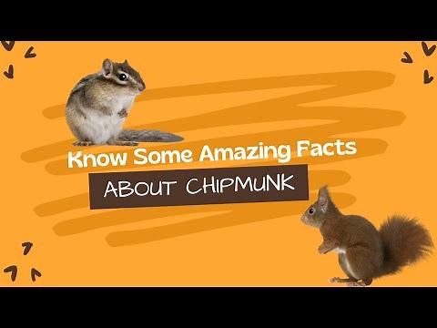 Chipmunk Facts For Kids: What You Need to Know