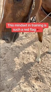 This Horse Training Mindset Is A RED FLAG 🚩