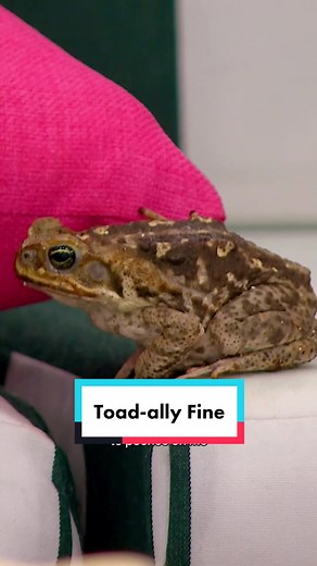 Rob the Toad Whisperer! 🐸 #LoveIslandUSA