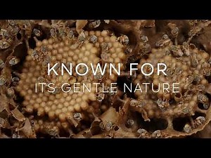 The Melipona Beecheii bee, the Maya royal honeybee without sting for Yucatan.