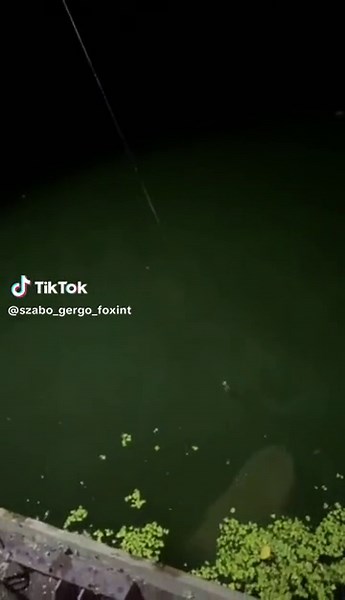 Holtági gázpalack😂😂 #amurhorgászat #foxinthu #venom #feedermania