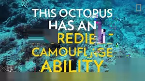 69 reactions · 23 shares | Watch closely to see how this octopus can hide in plain sight—changing color and texture in less than a second to blend into its surroundings. On World Octopus Day, we celebrate these masters of disguise. Footage shot on expedition with Explorer Vanina Harel. | National Geographic Society | Facebook