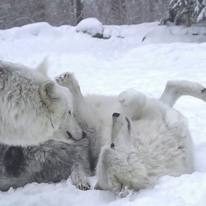 222K views · 23K reactions | For wolves, playtime isn’t only fun, it strengthens family bonds and reaffirms social status within the pack. When seeking to play, wolves will dance and bow playfully. Playtime can also include a game of chase, jaw sparring, and varied vocalizations. For wolves, it's all about family: https://nywolf.org/learn/ | Wolf Conservation Center | Facebook