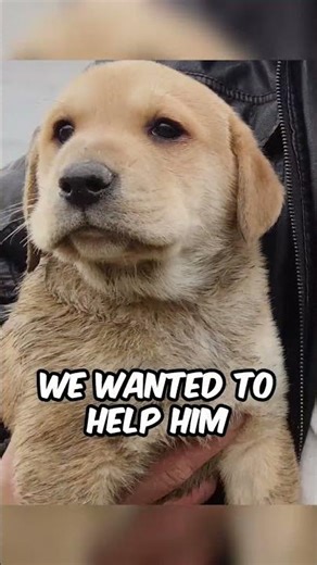 They Left Him in an Amazon Box 🎁💔😭 #shorts