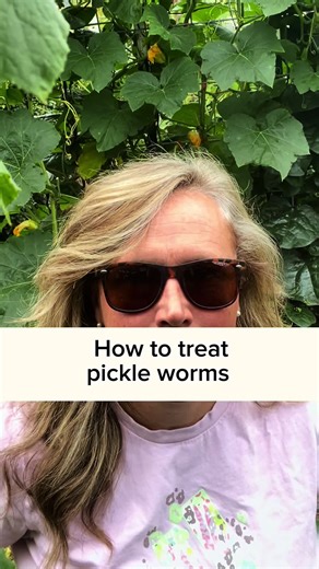 What I do about pickle worms in my butternut squash and zuchinni. #gardeningtips #gardening101 #gardeningtiktok #butternutsquash #pickleworm #growyourownfood #parkerpastures