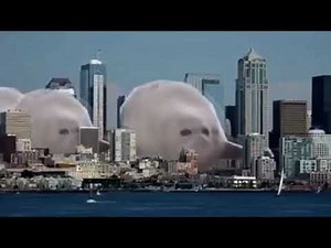 30 Minutes Of Bouncing Seals