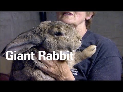 What a Thumper! - The Rabbit that will eat you out of house and home