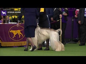 Afghan Hounds | Breed Judging 2020