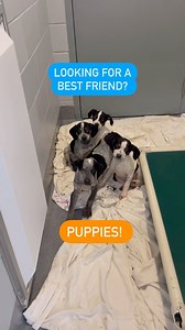 I’m a Catahoula Leopard Dog. Catahoula Leopard Dogs were bred to be working dogs. When working they are serious and focused. They are very protective, playful and affectionate at home with their hoomans. Catahoulas love their own families but they do tend to be aloof around strangers. Their high prey drive can make them unsafe around cats and other small pets. Catahoulas are known to get along well with older children who are able to treat them with gentleness and respect, especially if raised w