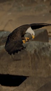 Bite size snack. #baldeagle | Mike Lemery Films