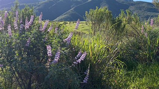 What to know about local wildflower blooms, and where to see them